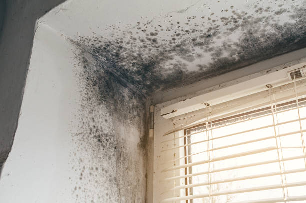 Affordable Mold Cleanup solutions in River Edge, NJ